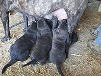 cuccioli cane corso nero